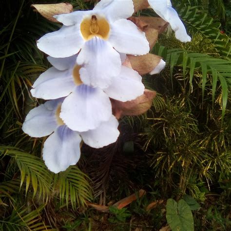 BARNEY'S BOTANICAL GARDEN JAMAICA (2026) All You Need to Know BEFORE ...