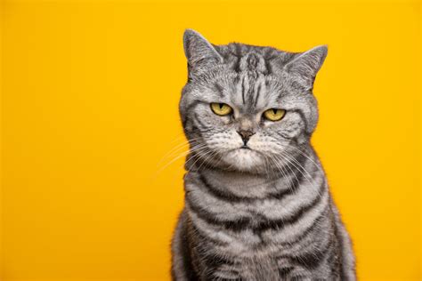 Image result for Python Django Web