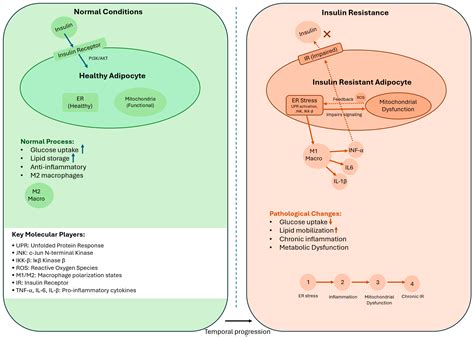 Adipose Tissue Insulin Resistance: A Key Driver of Metabolic Syndrome ...