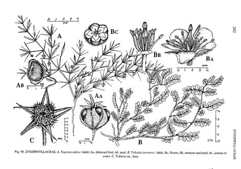 Herbarium JCB