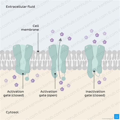 Voltage-gated ion channels: Structure, types and function | Kenhub