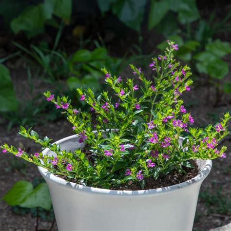 Lowe's Purple Mexican Heather Plant in 2.5 -Quart Pot in the Perennials ...