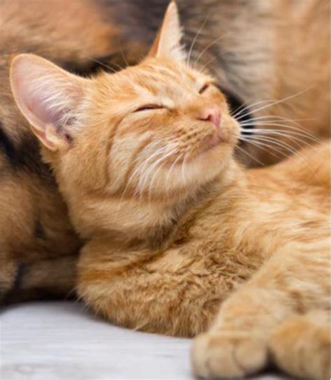 Image result for Object Detection versus Image Classification