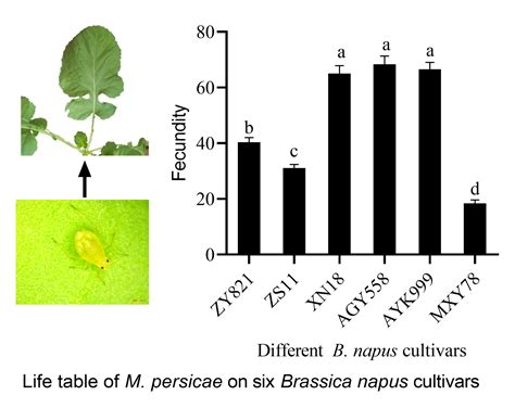 The Effects of Six Brassica napus Cultivars on the Life Table ...