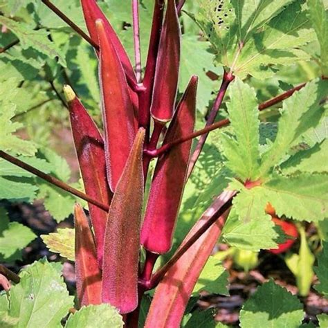 Buy Red Ladies Finger Okra Hybrid F1 Seeds - Bright, Tasty, and Easy to ...