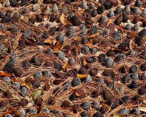 Download wallpaper leaves, nature, background, bumps, section textures ...