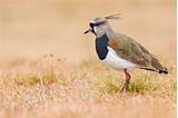 Southern Lapwing (cayennensis) - eBird