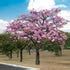 Buy Tabebuia Rosea Plant - Pink trumpet tree online at best price