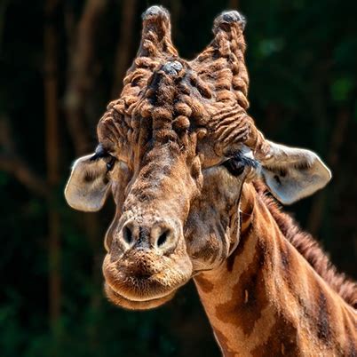 Animal World HTML Template