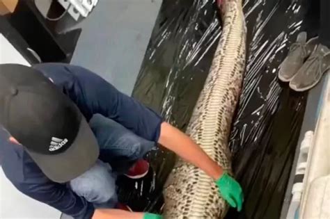 Image result for Alligator with Dead Python