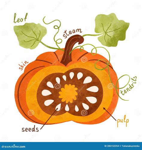 Pumpkin Parts Diagram at Faith Tart blog