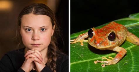 New Species Of Rainfrog Named After Greta Thunberg