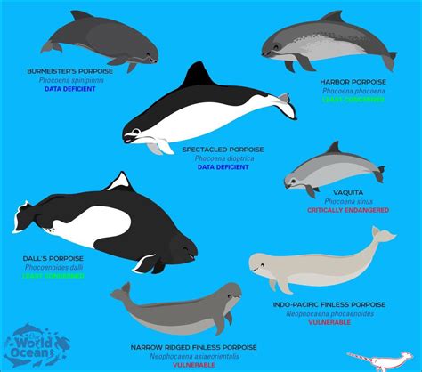 Porpoises: Characteristics, Behavior, Species | Sea Life, Islands and ...