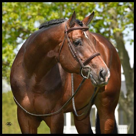 Image result for Red V. Blue Code VB