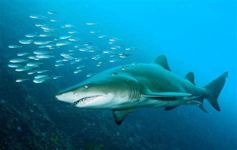 Grey Nurse Shark – Sydney, Australia | Joe's Scuba Shack