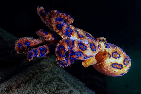 Image result for Blue-Ringed Octopus Facts
