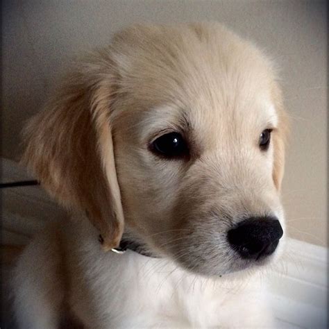 Light Blonde Golden Retriever Puppy 'Mozart'