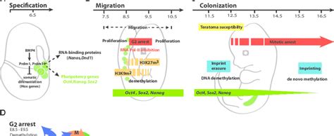 Image result for Germ Cell Development
