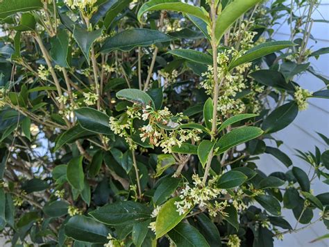 Tea Olive in full bloom December 2019 • John Charles Fleming