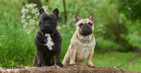 Bulldog Price In India (Dec 2024) | French Bulldog Cost - Best For Pets
