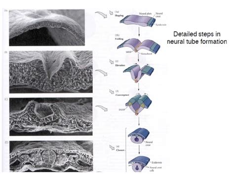 Image result for Neurulation Process