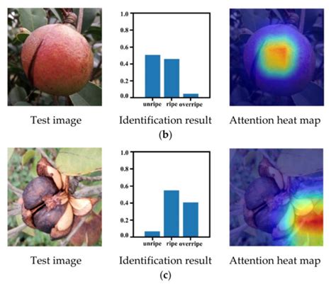 Maturity Grading and Identification of Camellia oleifera Fruit Based on ...