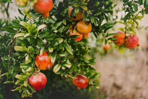 Integrated Management Of Bacterial Blight Disease In Pomegranate | BigHaat