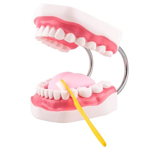 Ultrassist Dental Model, Ideal Brushing Teaching Model for Kids and ...
