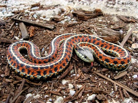 Garter Snake - Animals Photos