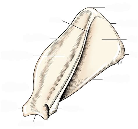 Scapular Muscle 的图像结果