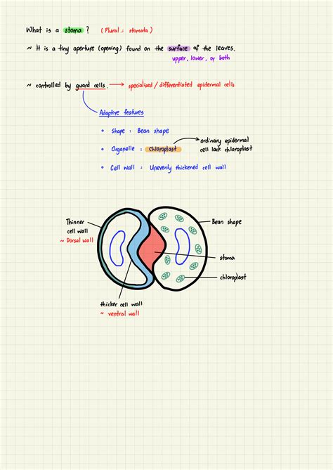 SOLUTION: Stpm biology mechanism of stomatal opening and closing - Studypool