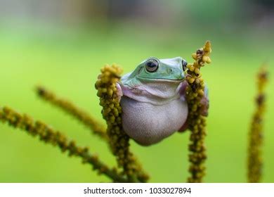 Image result for Funny Tree Frog