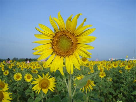 Sunflower No-Till Drill 的图像结果