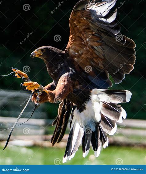 Selective of Harris S Hawk (Parabuteo Unicinctus) Flying in a Zoo Stock Photo - Image of ...