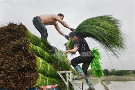 浙江宁波：蔺草地里的忙碌身影-人民图片网