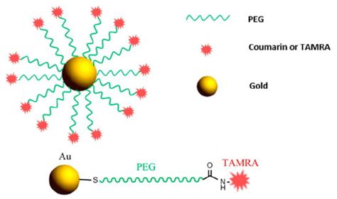 Chemistry Routes for Copolymer Synthesis Containing PEG for Targeting ...
