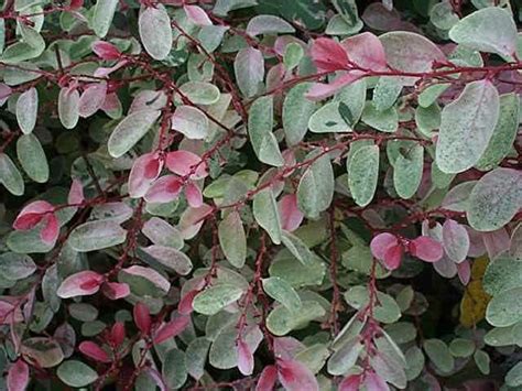 Breynia nivosa 'Roseo-picta' - Snow Bush, Leaf Flower | The Royal ...