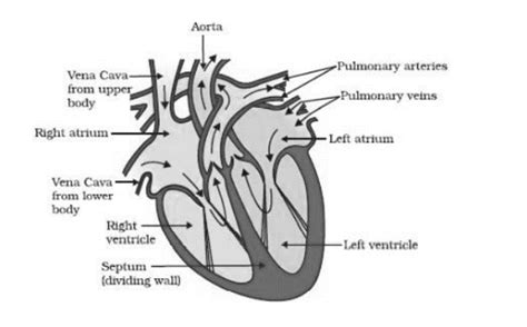 Image result for Class 10 Science Chapter 6 Notes