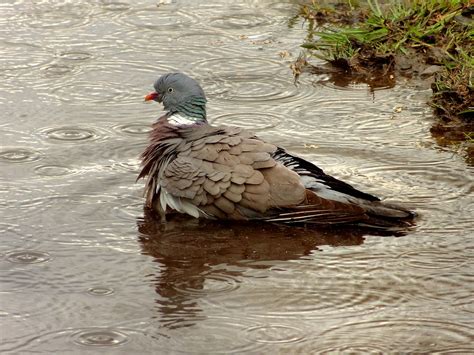 Pixabay Free High Resolution 的图像结果