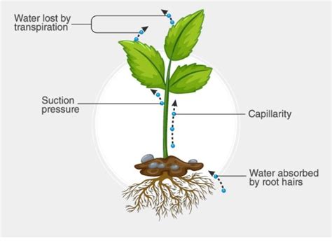 What is the suction pull define 0 bio? - Brainly.in