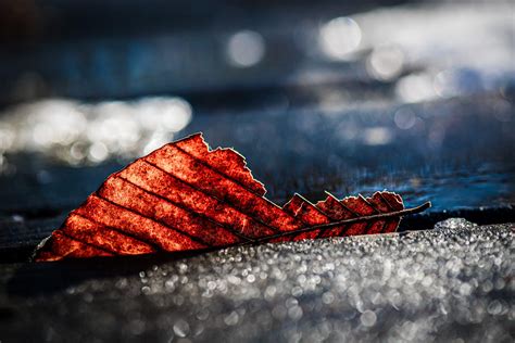 2022-2023 Winter Photo Contest Winners - ACRES Land Trust