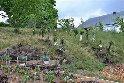 Image result for Pruning Columnar Apple Trees