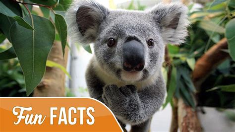 10 fun facts about koalas – Artofit