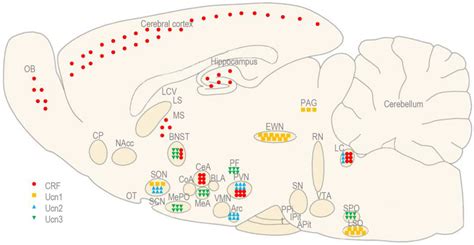 The Role of Corticotropin-Releasing Factor (CRF) and CRF-Related Peptides in the Social Behavior ...