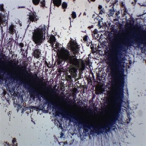 Biology – Prepared Microslides Delcolabs, India