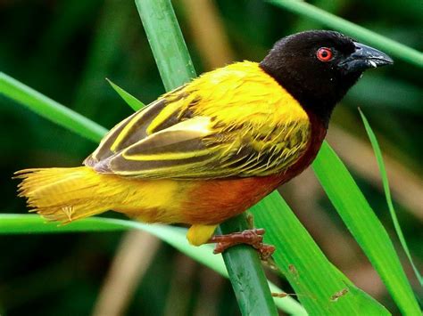Golden-backed Weaver - eBird