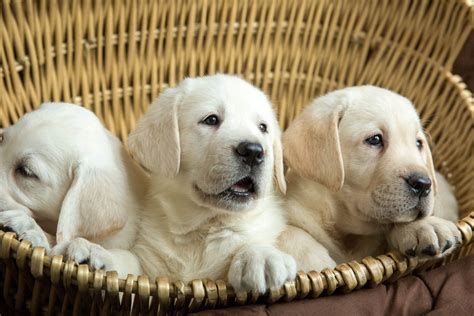 Best English Labrador Breeders in the USA | Moose and Mary Labrador Kennels