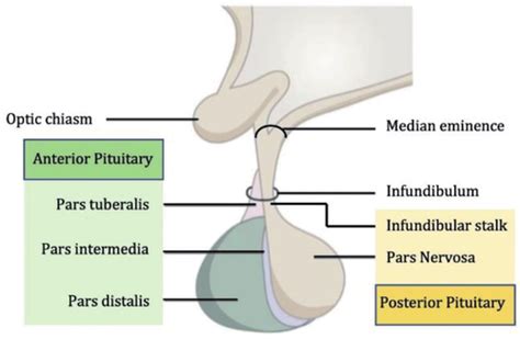 Image result for Thyroid Disease Classification Using Meachine Learning Algorithms