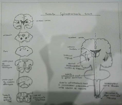 SOLUTION: Anterior spinothalamic tract diagram with labels - Studypool