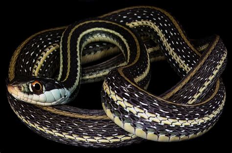 Western Ribbon Snake Western Ribbon Snake (Thamnophis Proximus